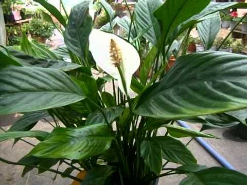 how to plant a spathiphyllum