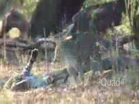 LEOPARD FIGHT