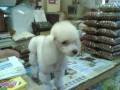 videos de Suelly Profissional de Estetica Canina e Felina Gromming e Trimming