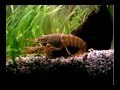 crayfish song
