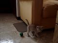 MI GATITO OZZY