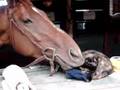 Horse eating Cat