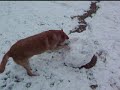 Molly vs The Snowman Part 1