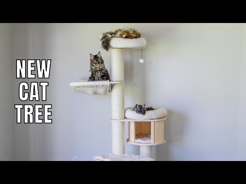 First Impressions of Our New Cat Tree