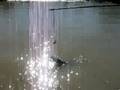 Crocodile...