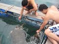 Thailand fish farm koh samed