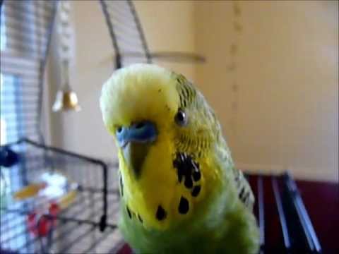 parakeet - Disco the Parakeet Learns to Beat-Box - check out Disco's other (and especially more recent) videos right here on YouTube, and meet up with him on Facebook -...