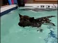 事故による後遺症でリハビリを開始した甲斐犬の富士ちゃんが二回目のハイドロを頑張りました。 前回と比べると、上手に歩けるようになっていました。 しかし、排便が困難なようで上手く出す事が出来ないようです。運動前のスパでお腹のマッサージを行うと何とかカチカチの物が出てきますが全部は出せないようです。何とか、排便・排尿をすっきりと出してあげたいと思い、低温のお湯の中で念入りにマッサージを行いました。その後、プールでの運動を開始しました。驚いた事に、前回よりも左後肢が良く動かせました。それを見ていたパパとママが一言「良く動いているな～ 頑張れ富士！」と富士ちゃんを応援してくれていました。とっても嬉しい瞬間ですね！