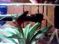 videos de Ivan. He's Hardcore.