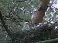 Goshawk (Accipiter gentilis)