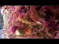 sea slug nudibranch nudibranche et petites betes a noumea