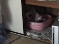 Click here to watch this video ネコのトイレタイム.wmv