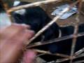 videos de eira y darma