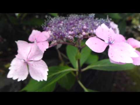 how to transplant hydrangeas from a pot