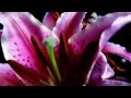 Ultimate Tribute to Selena - Aaliyah & Lisa "Left... Video ansehen