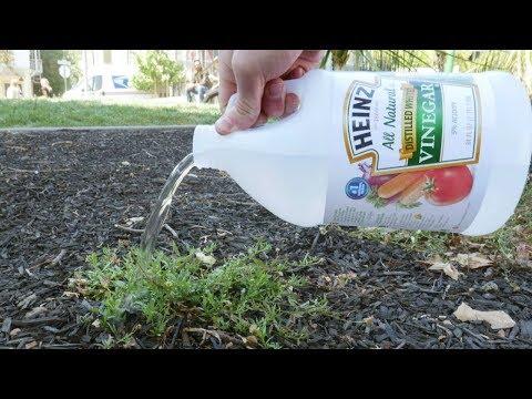 Put Vinegar On Your Plants And This Will Happen