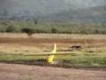 WEELER GONE WRONG.wmv