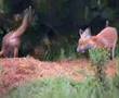 Fox cubs playing