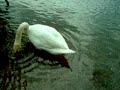 i cigni sul ticino