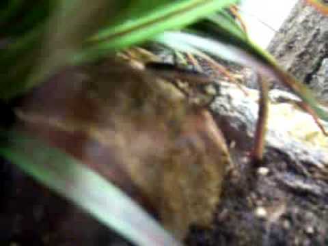 Assassin bug eating cricket