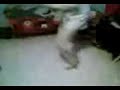 Baile Glam Flogger del Emma