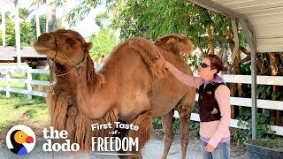 Camel So Skinny His Humps Collapsed Gets Strong Enough To Run Free | The Dodo First Taste Of Freedom by The Dodo