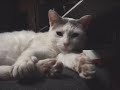 bello,cat,gatto