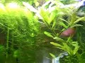 Black skirt tetras spawning Black skirt tetras spawning