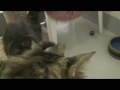 Fluffy & Millie, Bonded Pair Kitties
