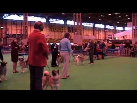 Norwegian Elkhound