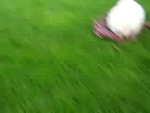 Samoyed