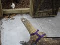 Komodo Training