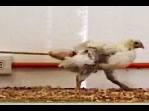 Chickens Wear Plunger Butts For Science