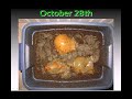 Squash Vermicomposting Squash Vermicomposting