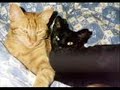 Villancico Gatuno 2007