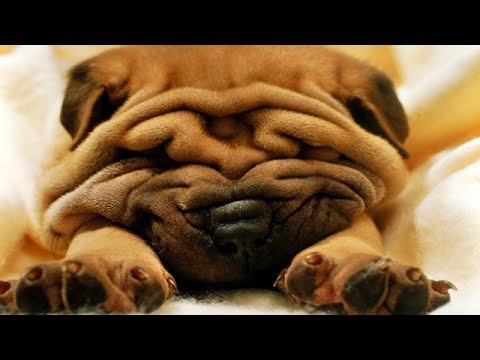 10 Cosas que Desconocías de los PERROS