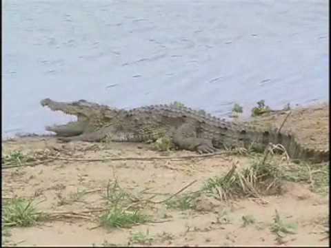 Mugger Crocodile