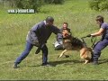 Entraînement de 3 jeunes chiens Entraînement de 3 jeunes chiens