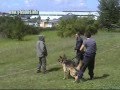 Entraînement de 3 jeunes chiens
