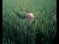 Speed le chien