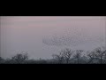 starlings on Otmoor starlings on Otmoor