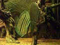wild discus 