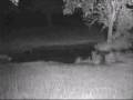 videos de Lion with baboon alarms at Elephant Plains