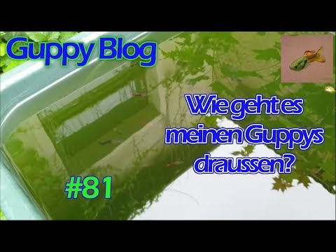 Guppy Blog Folge #81 | kleines Update der Guppys draussen | August 2019