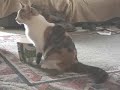 Cat training: shaping skills Cat training: shaping skills