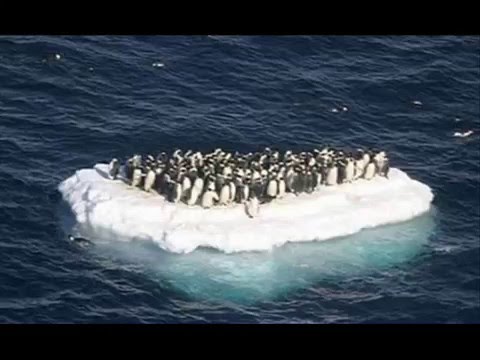 Funny Animal Video -LOTS OF PICS-