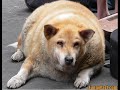 Funny Animal Video -LOTS OF PICS-