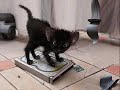 Funny Animal Video -LOTS OF PICS-