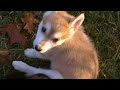 Rescue Puppies - Adopted!