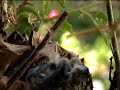 Hummingbirds Part 2 ~ Out My Kitchen Window